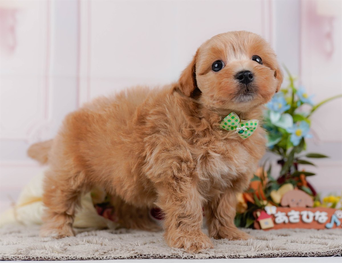 マルプー | 男の子 | アプリコット | 2026年3月4日（ID:dog-200015791）