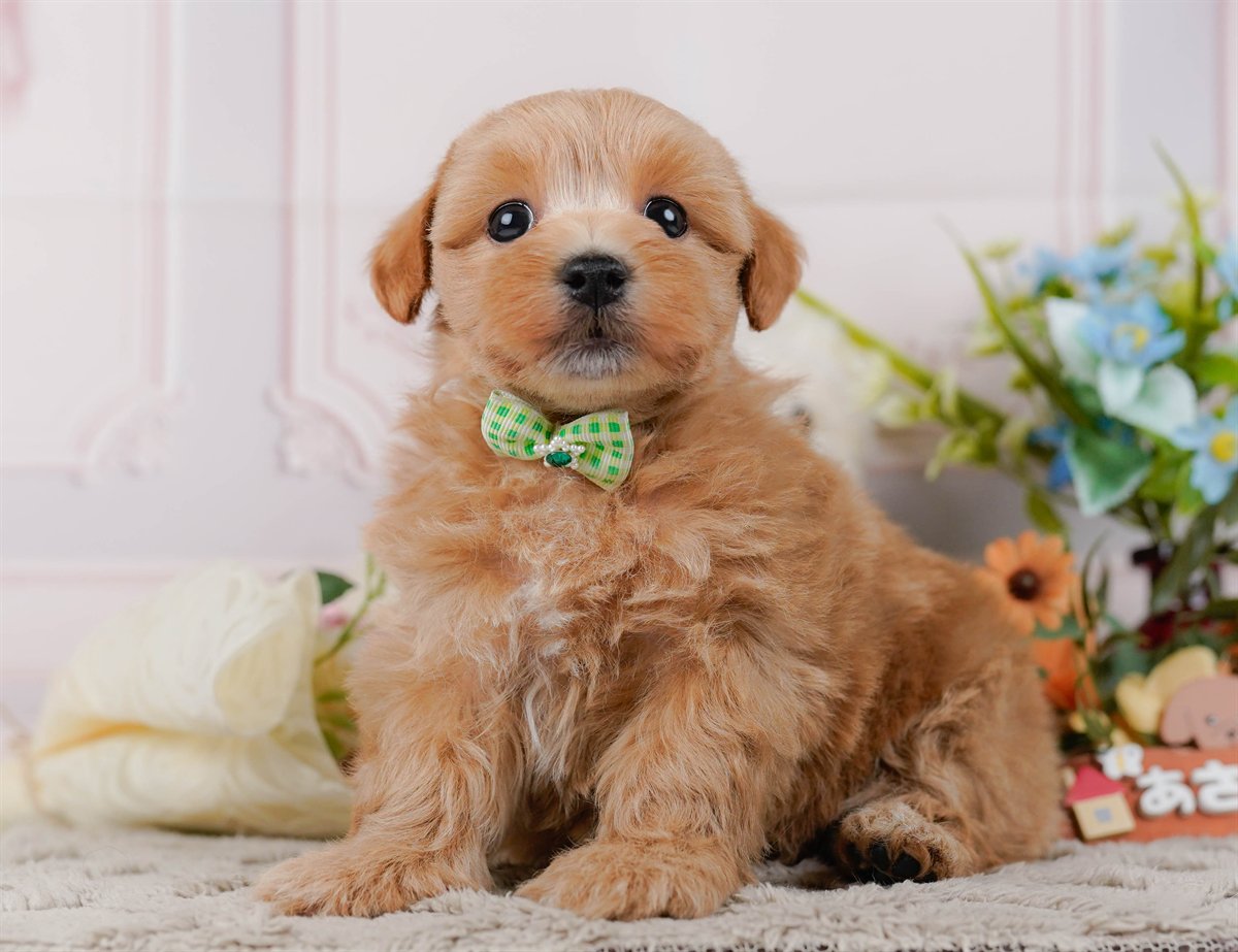 マルプー | 男の子 | アプリコット | 2026年3月4日（ID:dog-200015791）