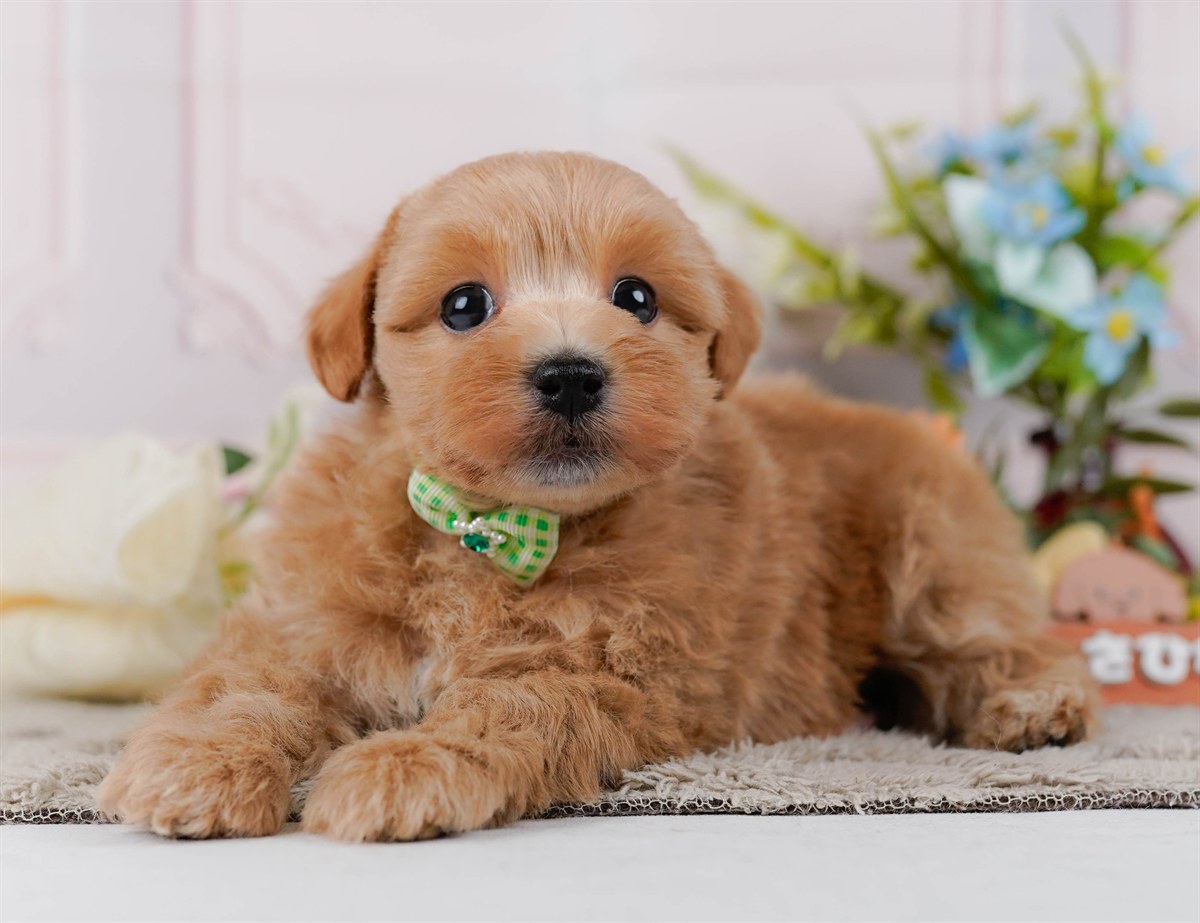 マルプー | 男の子 | アプリコット | 2026年3月4日（ID:dog-200015791）