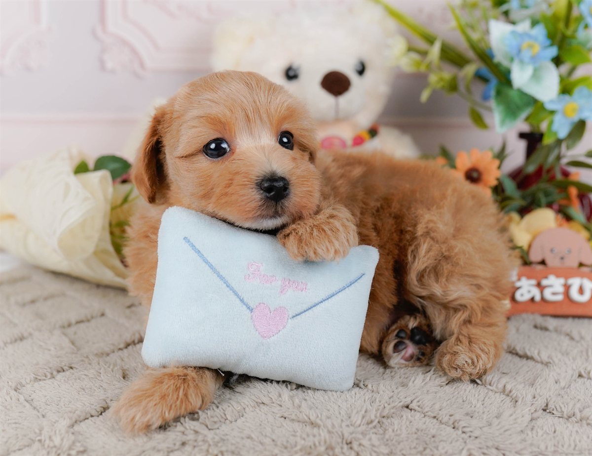 マルプー | 男の子 | アプリコット | 2026年3月4日（ID:dog-200015791）