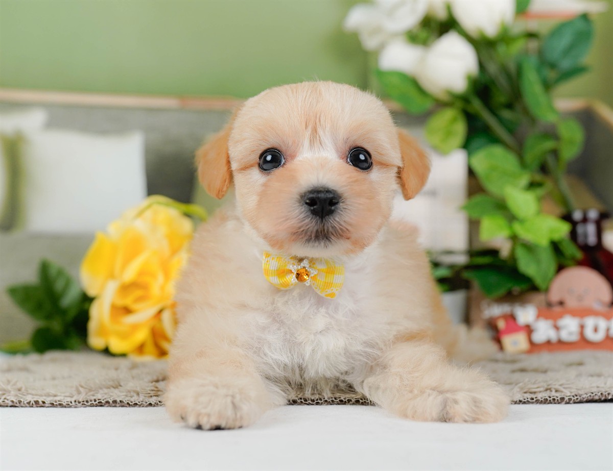 マルプー | 女の子 | クリーム | 2026年3月4日（ID:dog-200015792）