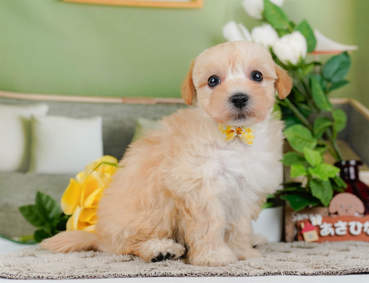 マルプー | 女の子 | クリーム | 2026年3月4日（ID:dog-200015792）