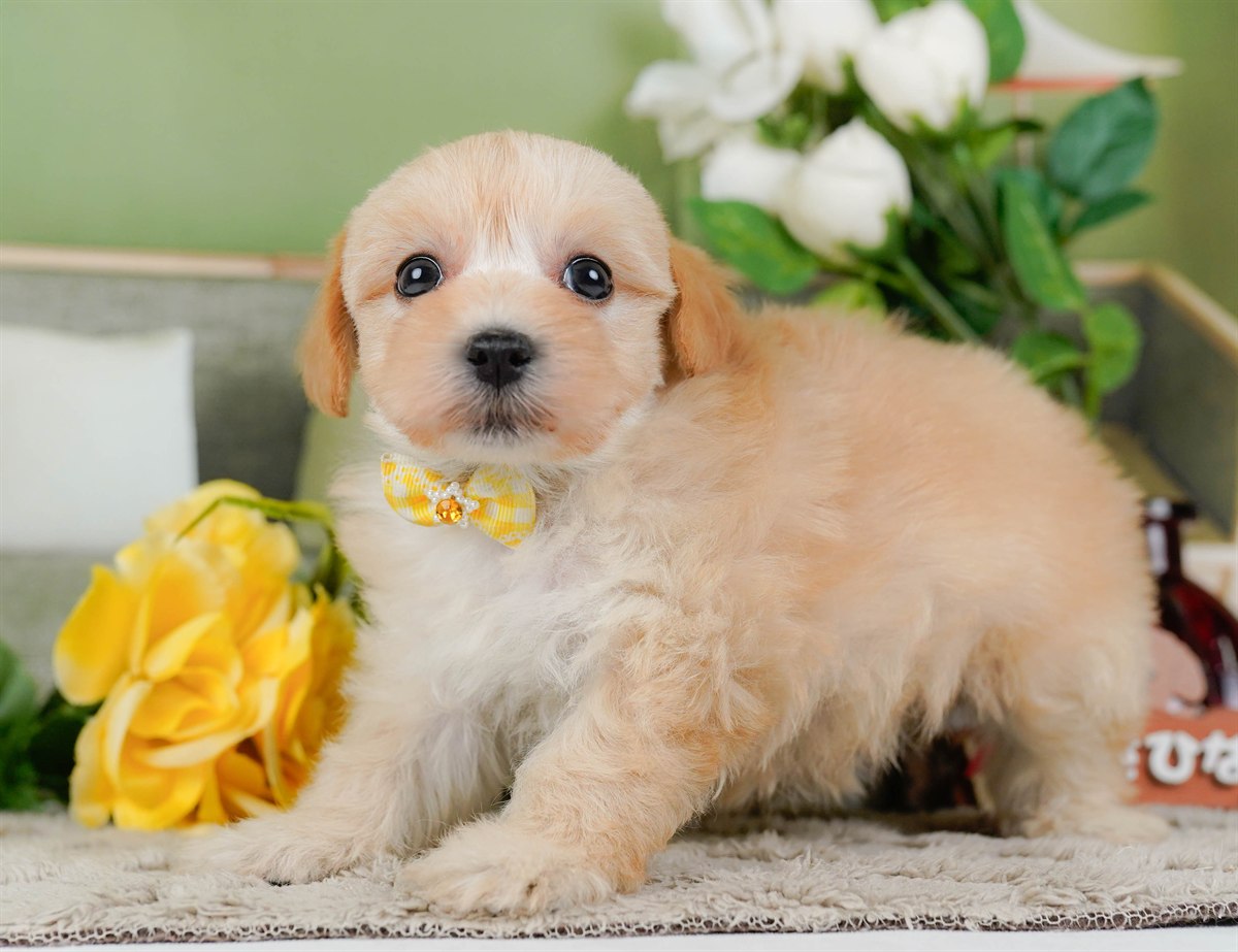 マルプー | 女の子 | クリーム | 2026年3月4日（ID:dog-200015792）