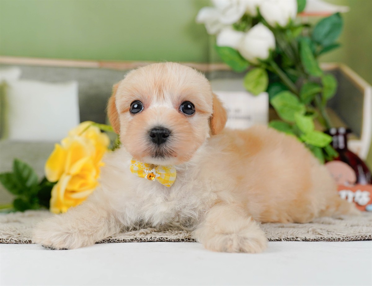 マルプー | 女の子 | クリーム | 2026年3月4日（ID:dog-200015792）