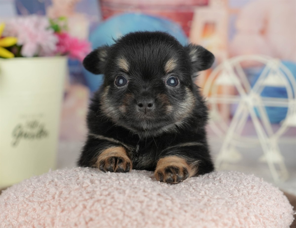 チワワ(ロング) | 男の子 | ブラックタン&ホワイト | 2026年3月4日（ID:dog-200015797）