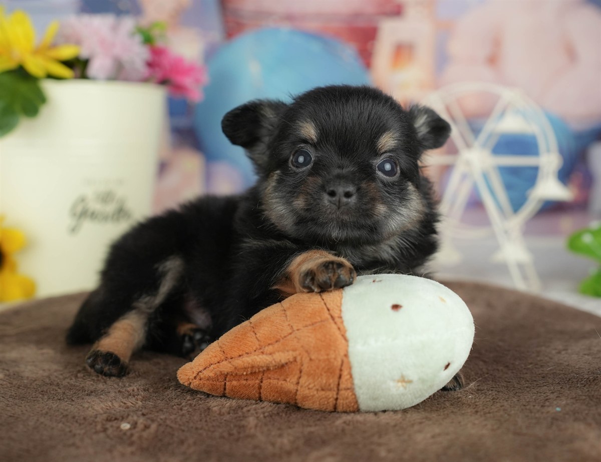 チワワ(ロング) | 男の子 | ブラックタン&ホワイト | 2026年3月4日（ID:dog-200015797）