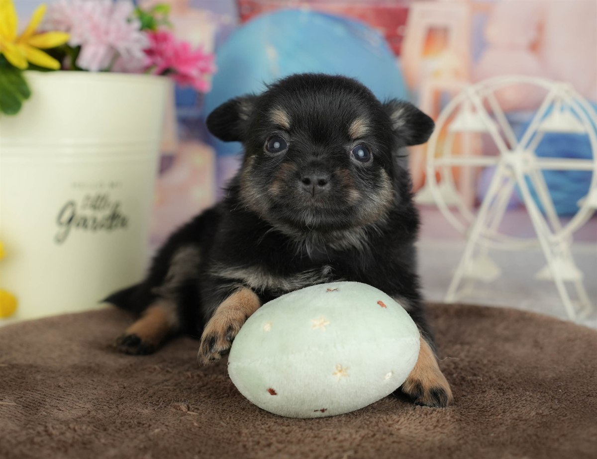 チワワ(ロング) | 男の子 | ブラックタン&ホワイト | 2026年3月4日（ID:dog-200015797）