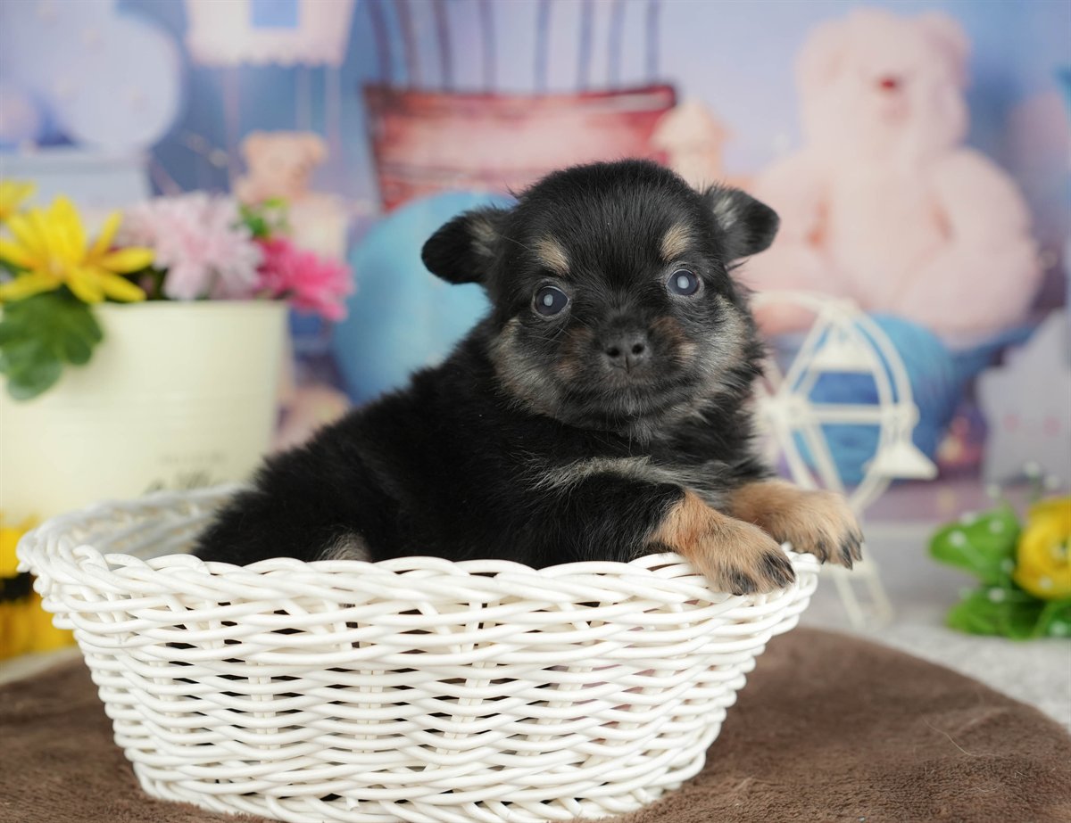 チワワ(ロング) | 男の子 | ブラックタン&ホワイト | 2026年3月4日（ID:dog-200015797）