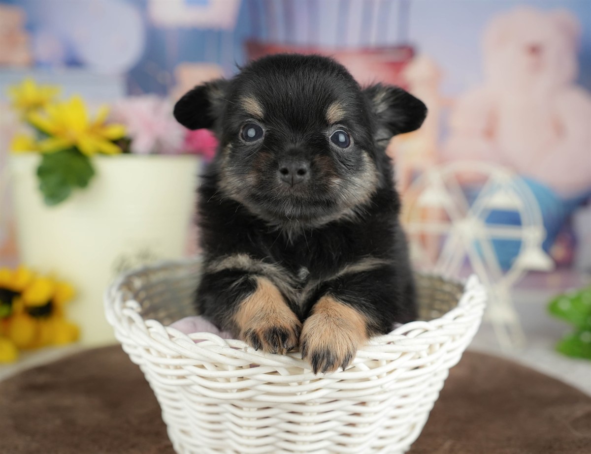 チワワ(ロング) | 男の子 | ブラックタン&ホワイト | 2026年3月4日（ID:dog-200015797）