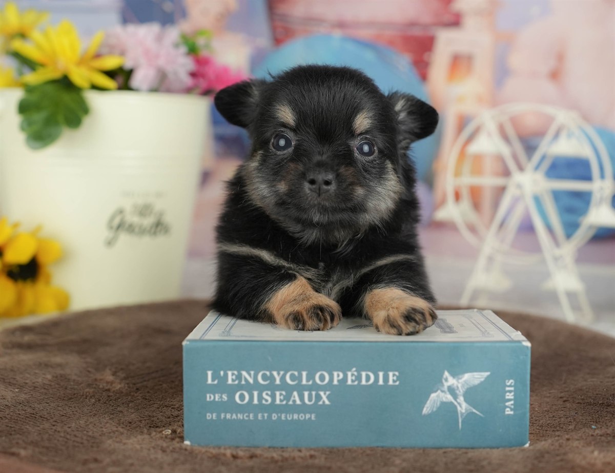 チワワ(ロング) | 男の子 | ブラックタン&ホワイト | 2026年3月4日（ID:dog-200015797）