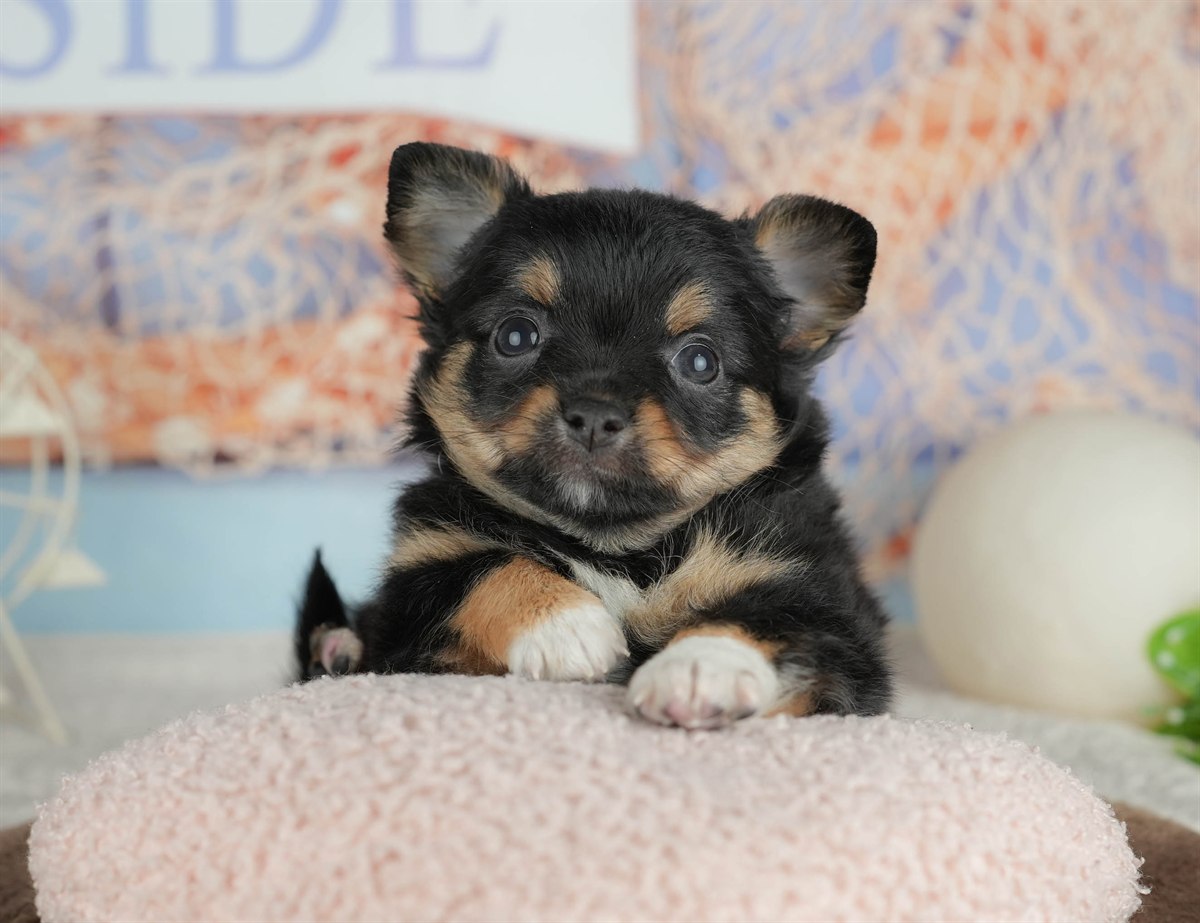 チワワ(ロング) | 男の子 | ブラックタン&ホワイト | 2026年3月4日（ID:dog-200015799）