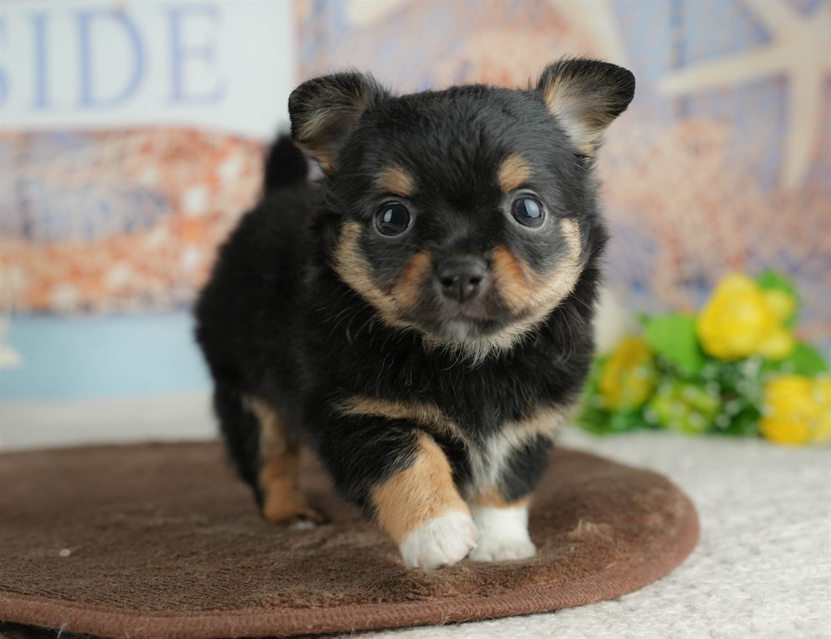 チワワ(ロング) | 男の子 | ブラックタン&ホワイト | 2026年3月4日（ID:dog-200015799）