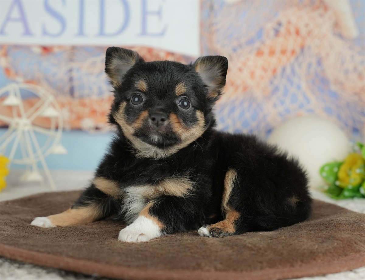 チワワ(ロング) | 男の子 | ブラックタン&ホワイト | 2026年3月4日（ID:dog-200015799）