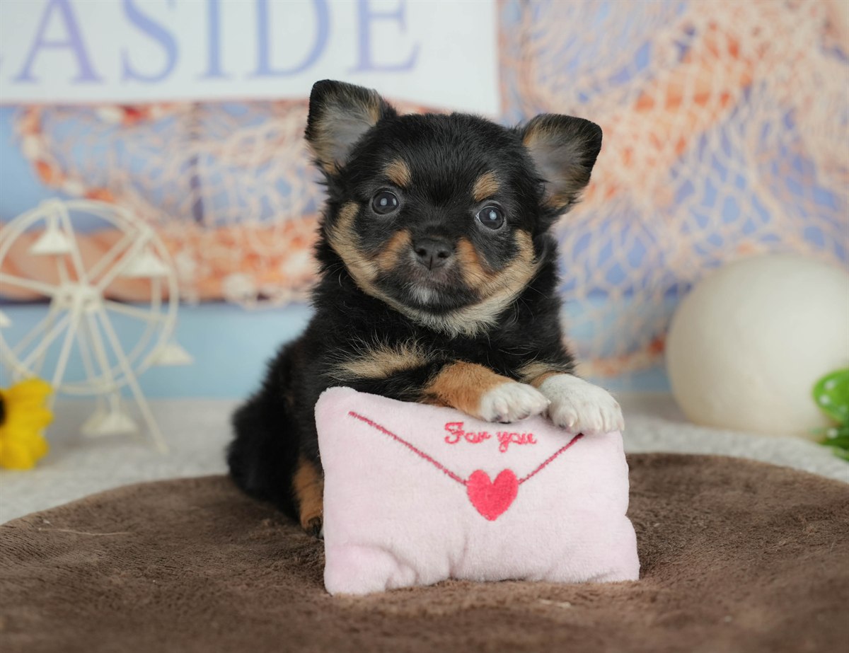 チワワ(ロング) | 男の子 | ブラックタン&ホワイト | 2026年3月4日（ID:dog-200015799）