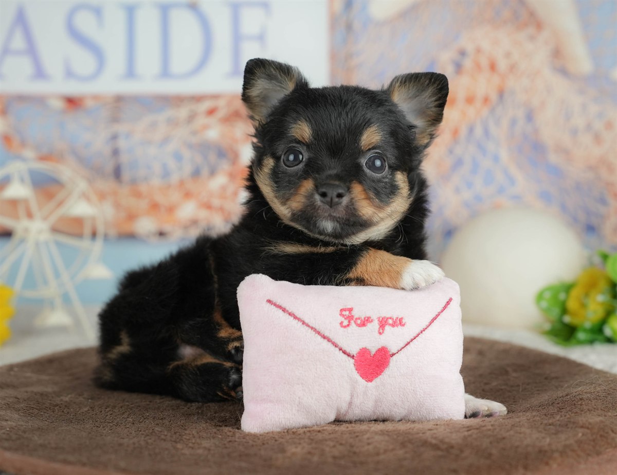 チワワ(ロング) | 男の子 | ブラックタン&ホワイト | 2026年3月4日（ID:dog-200015799）