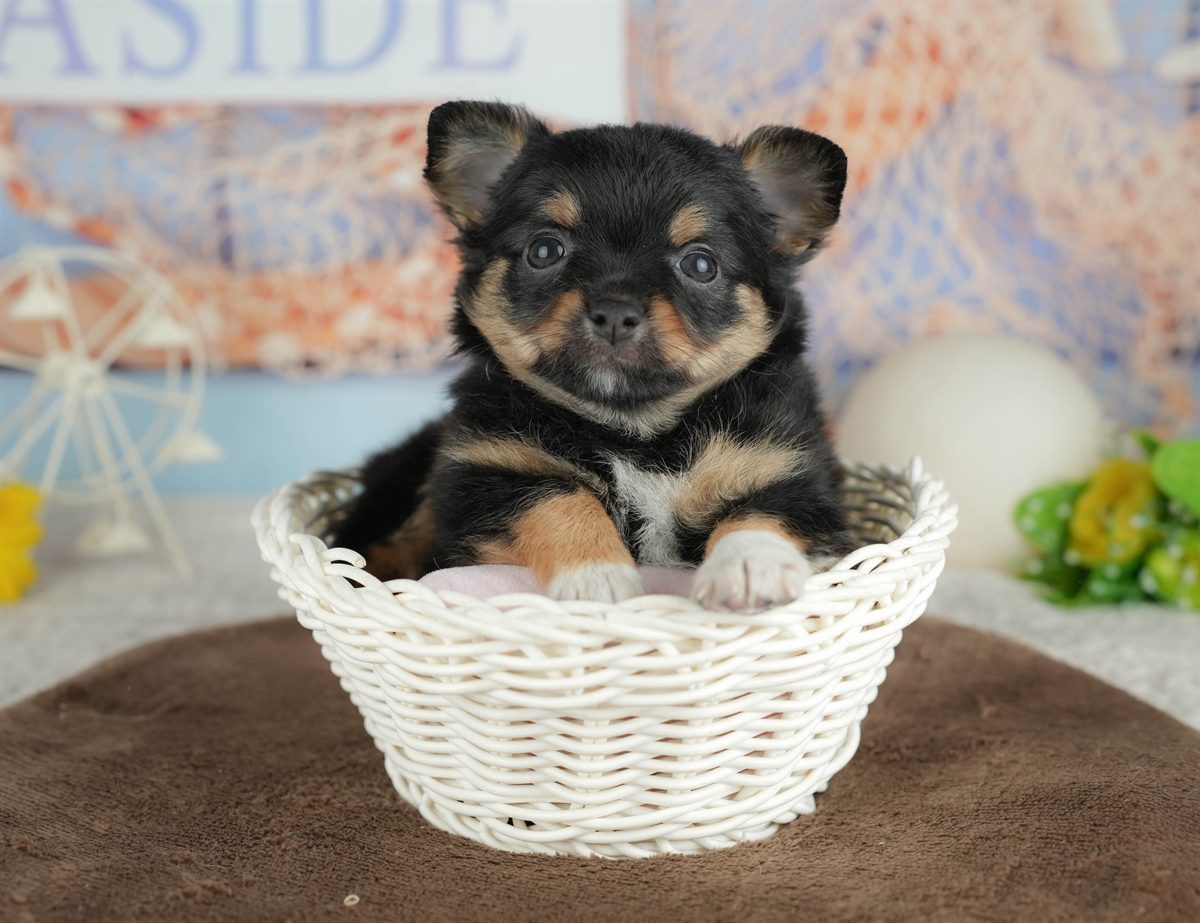 チワワ(ロング) | 男の子 | ブラックタン&ホワイト | 2026年3月4日（ID:dog-200015799）