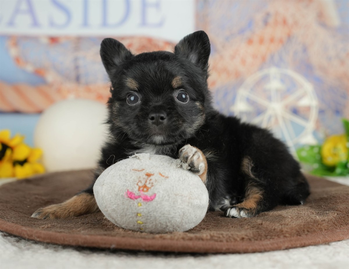 チワワ(ロング) | 男の子 | ブラックタン&ホワイト | 2026年3月4日（ID:dog-200015800）