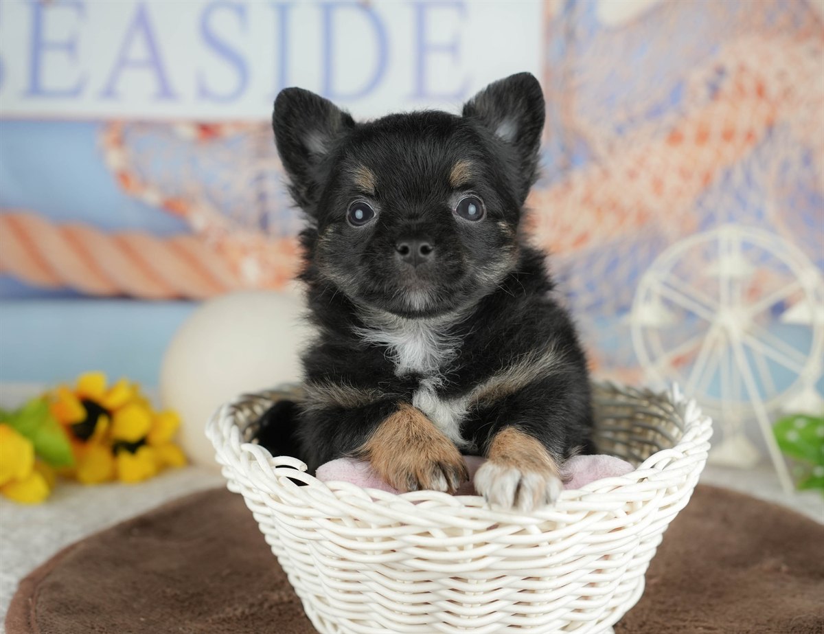 チワワ(ロング) | 男の子 | ブラックタン&ホワイト | 2026年3月4日（ID:dog-200015800）