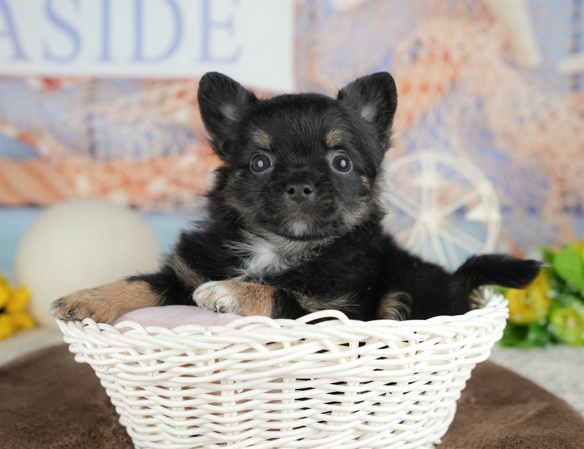 チワワ(ロング) | 男の子 | ブラックタン&ホワイト | 2026年3月4日（ID:dog-200015800）