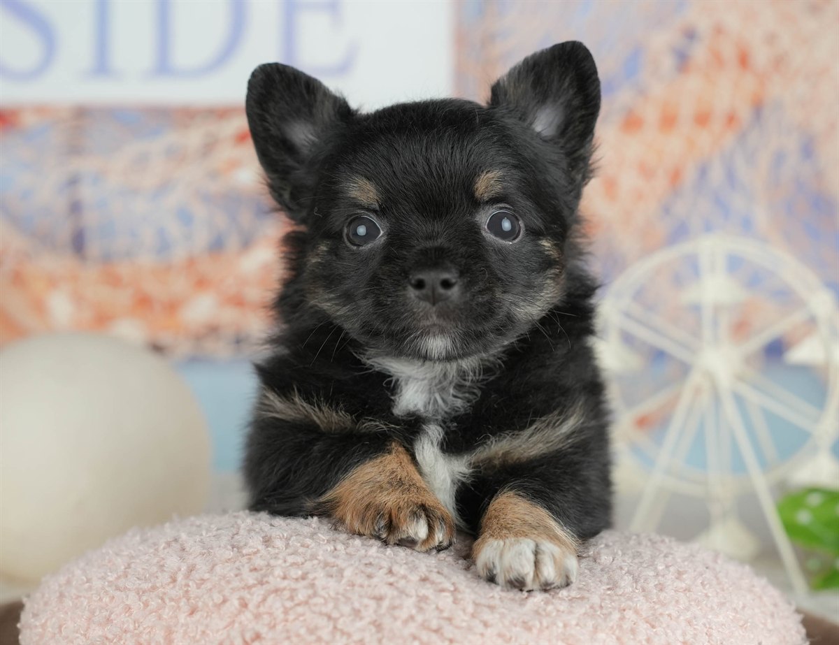 チワワ(ロング) | 男の子 | ブラックタン&ホワイト | 2026年3月4日（ID:dog-200015800）