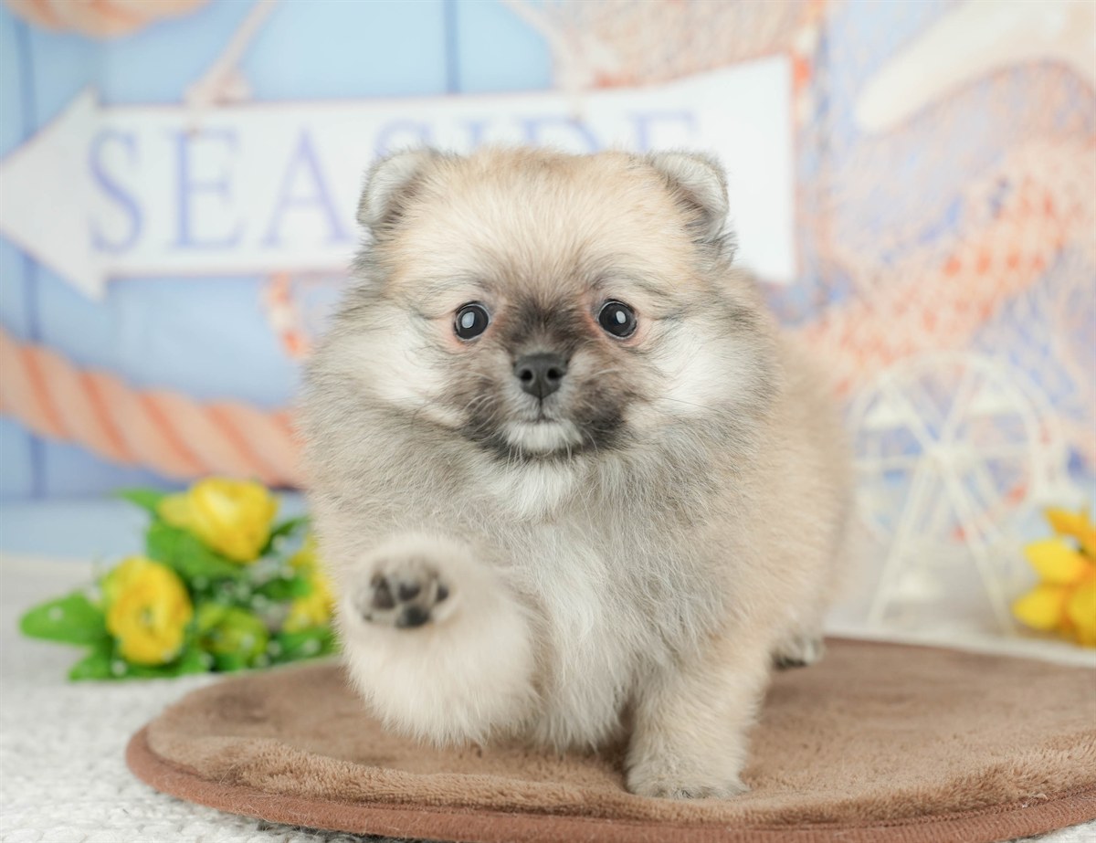 チワポメ | 男の子 | フォーン | 2026年3月5日（ID:dog-200015818）