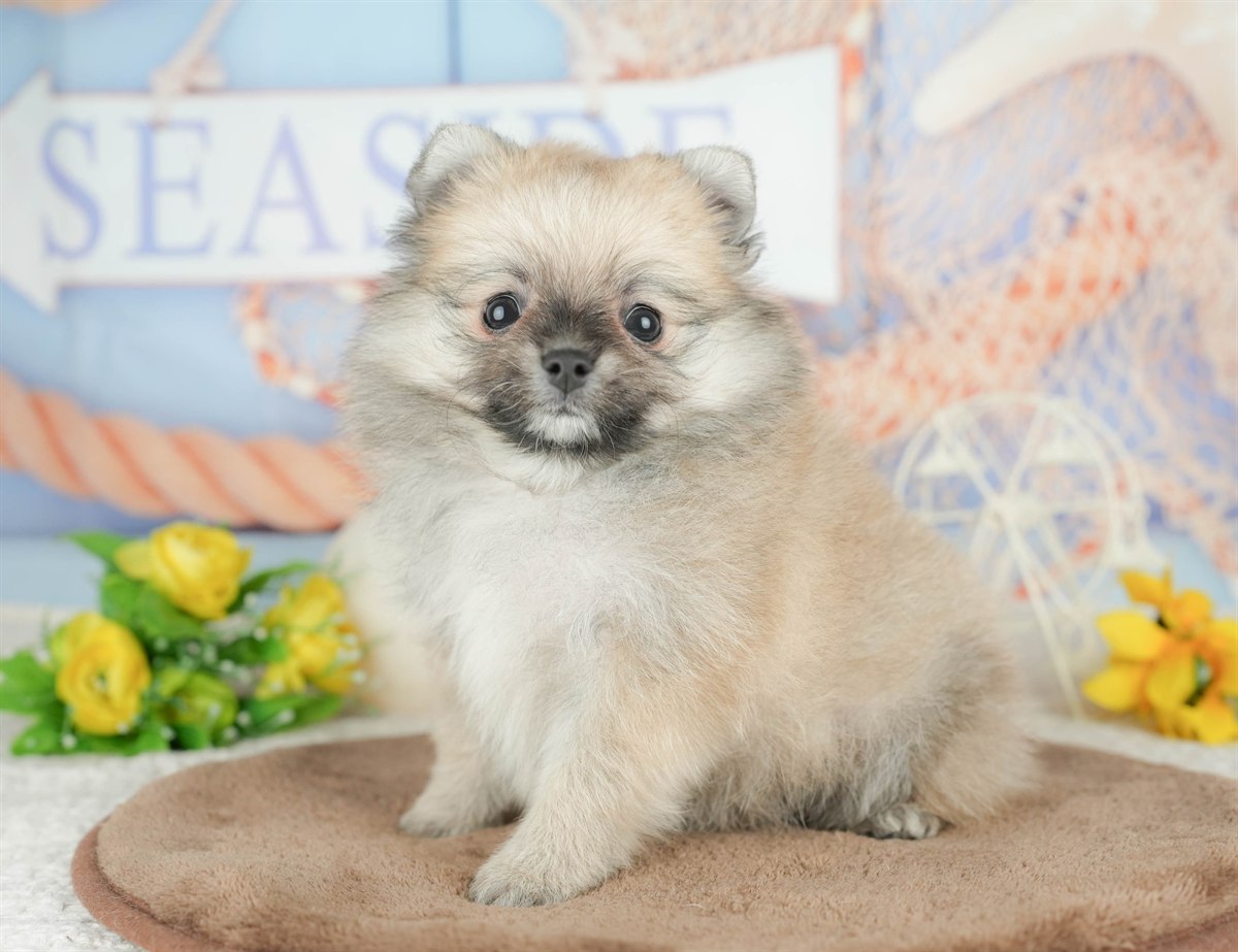 チワポメ | 男の子 | フォーン | 2026年3月5日（ID:dog-200015818）