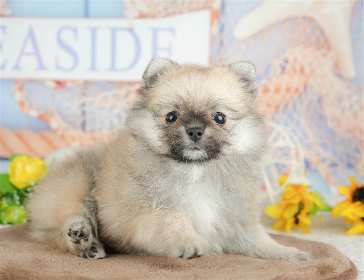 チワポメ | 男の子 | フォーン | 2026年3月5日（ID:dog-200015818）