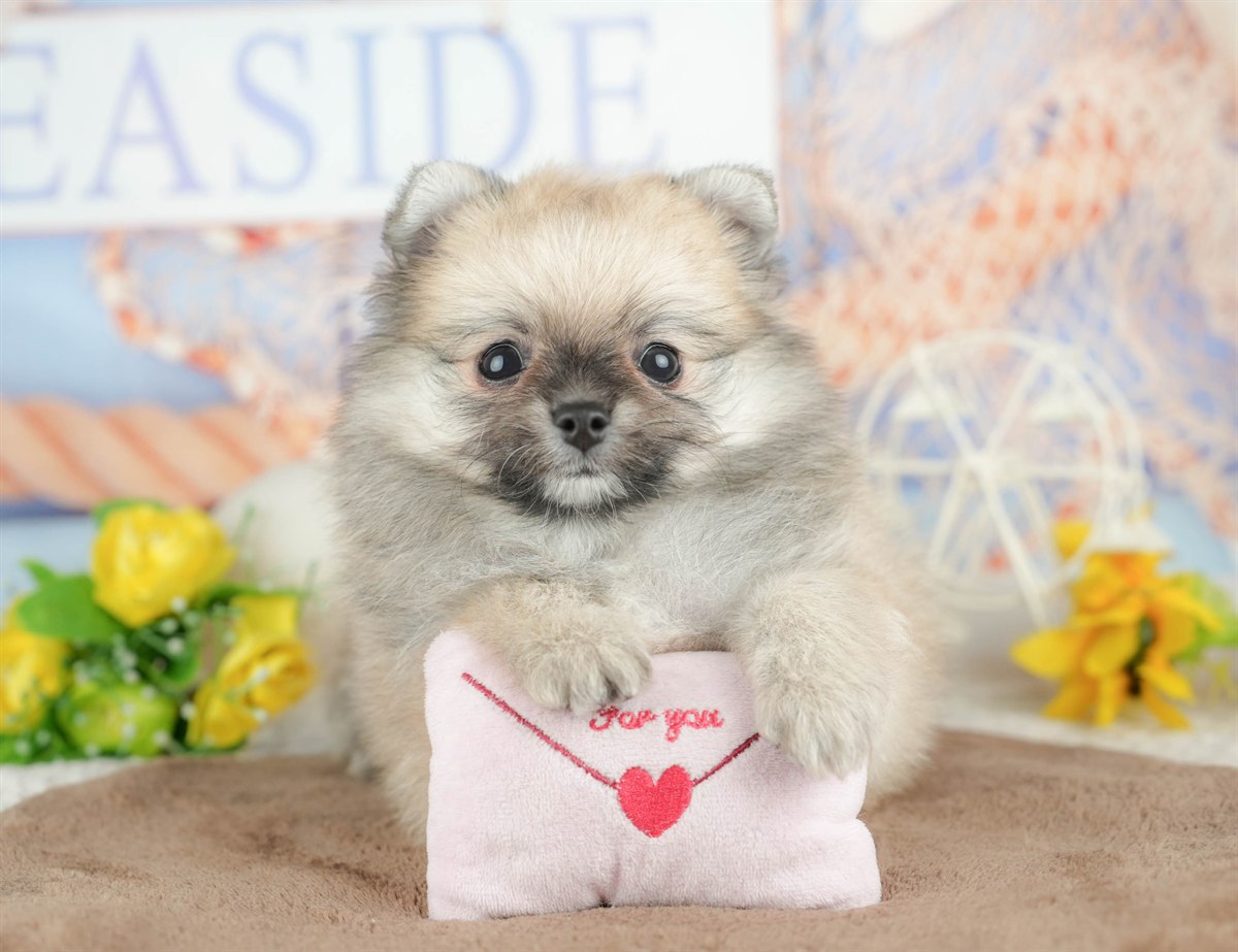 チワポメ | 男の子 | フォーン | 2026年3月5日（ID:dog-200015818）