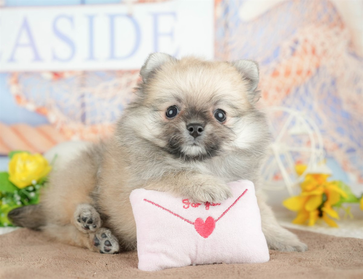 チワポメ | 男の子 | フォーン | 2026年3月5日（ID:dog-200015818）