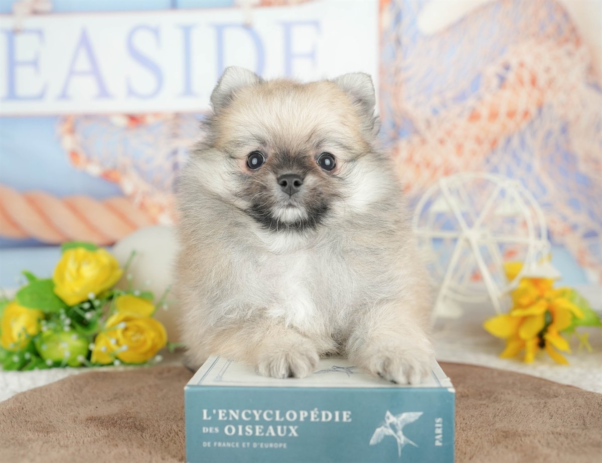 チワポメ | 男の子 | フォーン | 2026年3月5日（ID:dog-200015818）