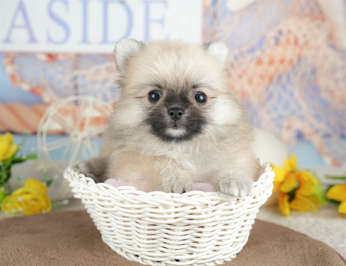 チワポメ | 男の子 | フォーン | 2026年3月5日（ID:dog-200015819）