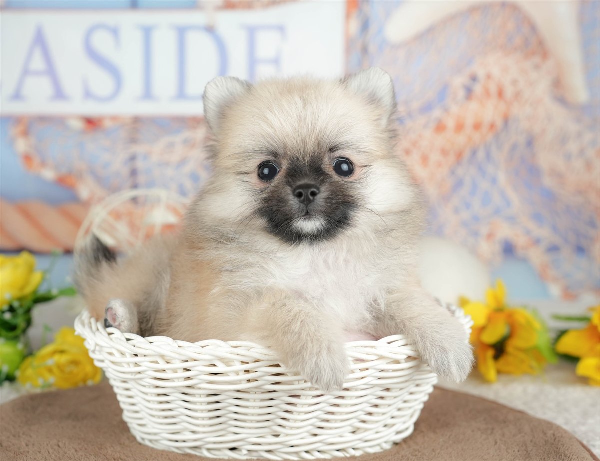 チワポメ | 男の子 | フォーン | 2026年3月5日（ID:dog-200015819）