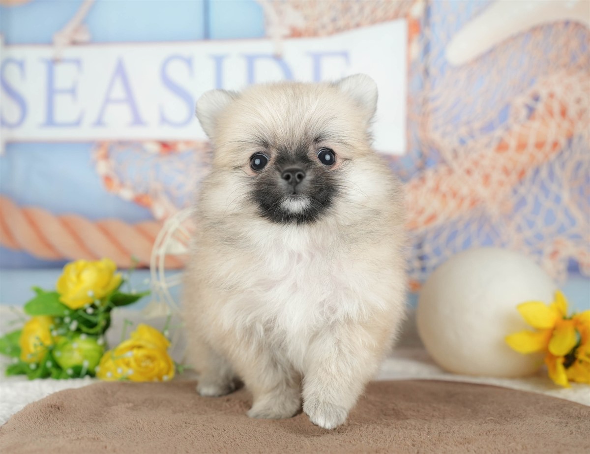 チワポメ | 男の子 | フォーン | 2026年3月5日（ID:dog-200015819）