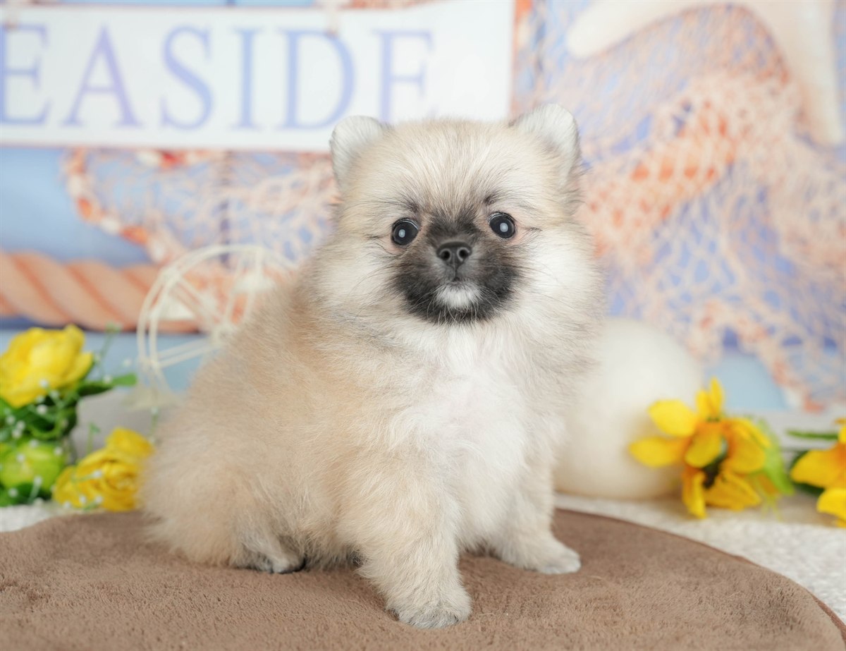 チワポメ | 男の子 | フォーン | 2026年3月5日（ID:dog-200015819）