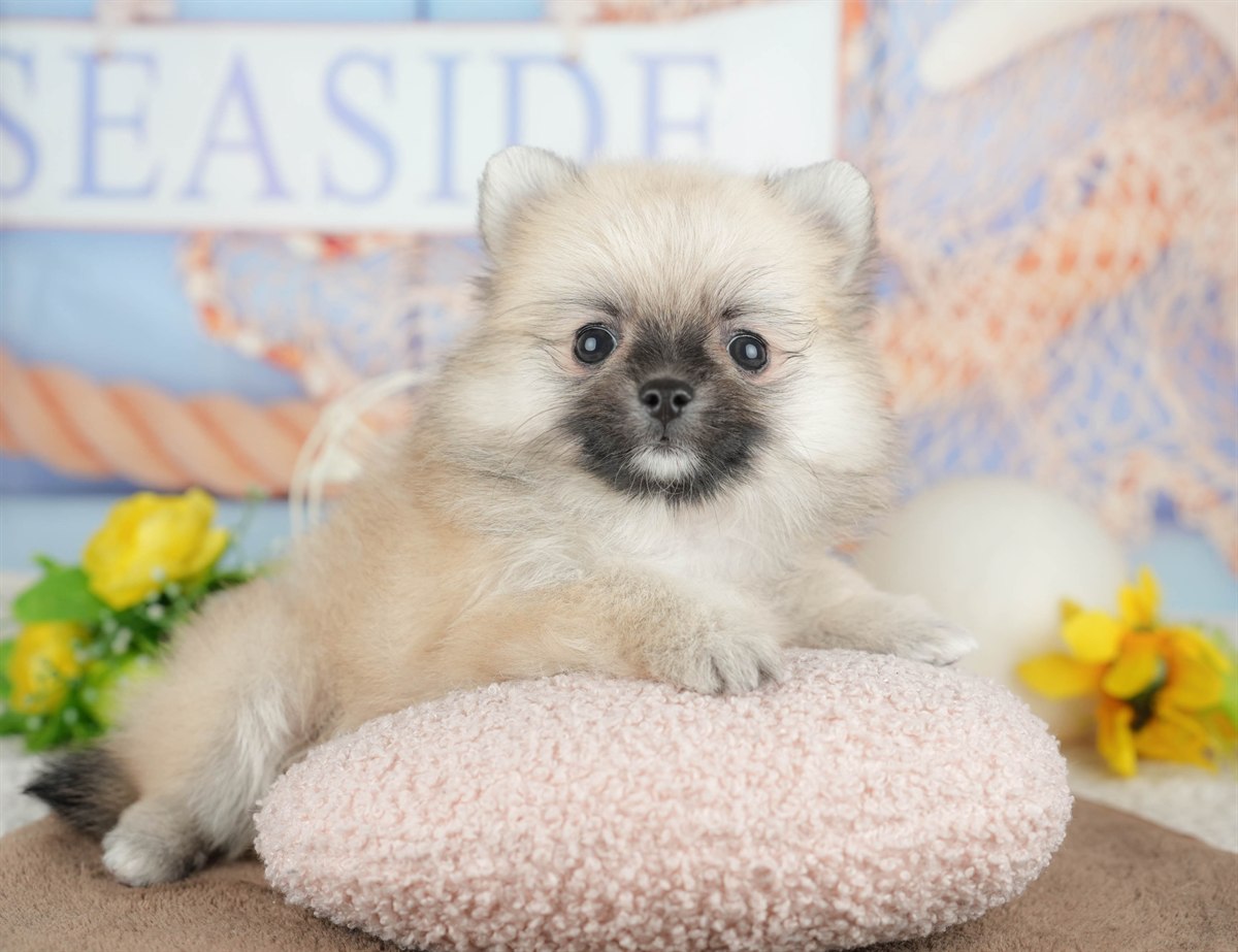 チワポメ | 男の子 | フォーン | 2026年3月5日（ID:dog-200015819）