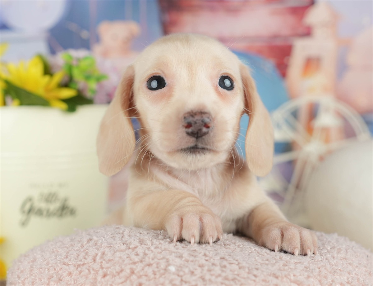 ミニチュア・ダックスフンド(スムース) | 女の子 | イエロー | 2026年3月6日（ID:dog-200015833）