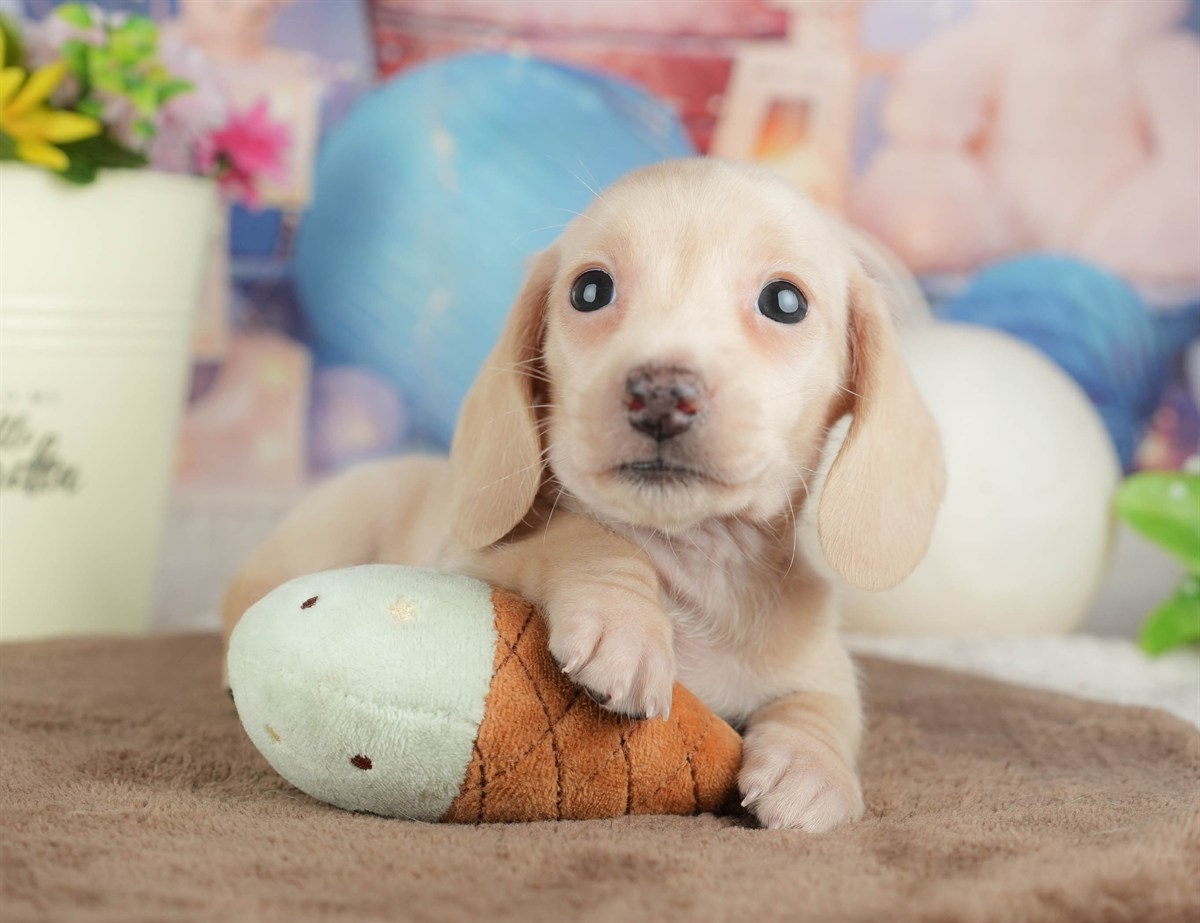 ミニチュア・ダックスフンド(スムース) | 女の子 | イエロー | 2026年3月6日（ID:dog-200015833）