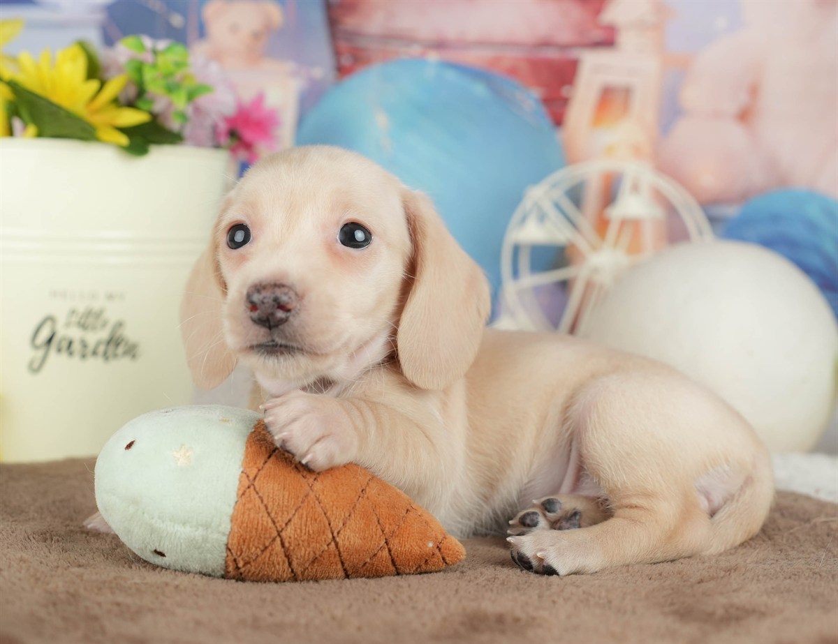 ミニチュア・ダックスフンド(スムース) | 女の子 | イエロー | 2026年3月6日（ID:dog-200015833）