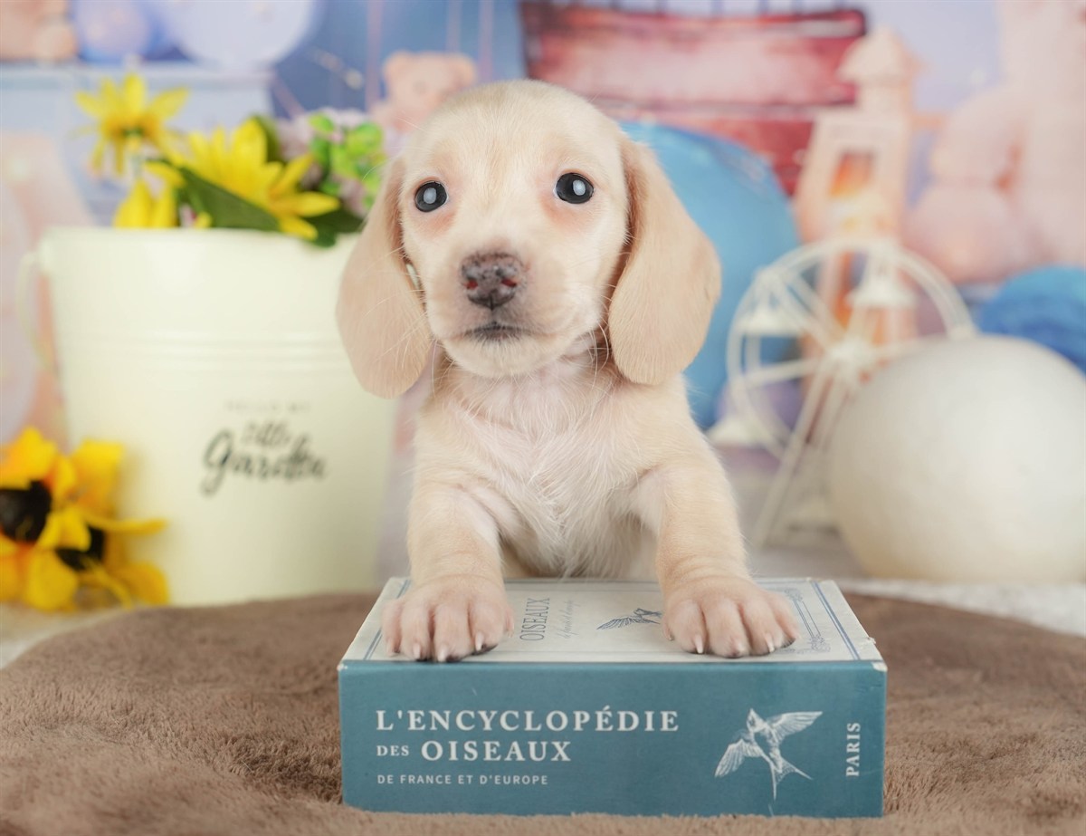 ミニチュア・ダックスフンド(スムース) | 女の子 | イエロー | 2026年3月6日（ID:dog-200015833）