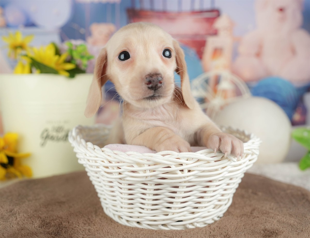 ミニチュア・ダックスフンド(スムース) | 女の子 | イエロー | 2026年3月6日（ID:dog-200015833）