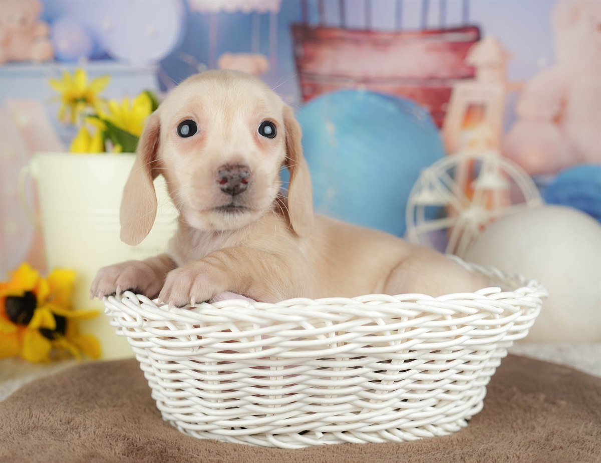 ミニチュア・ダックスフンド(スムース) | 女の子 | イエロー | 2026年3月6日（ID:dog-200015833）