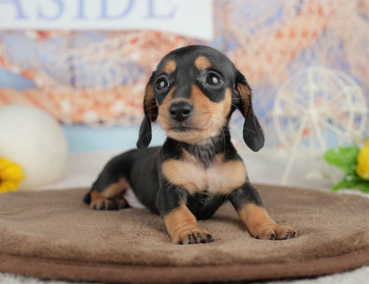 ミニチュア・ダックスフンド(スムース) | 女の子 | ブラック＆タン | 2026年3月6日（ID:dog-200015834）
