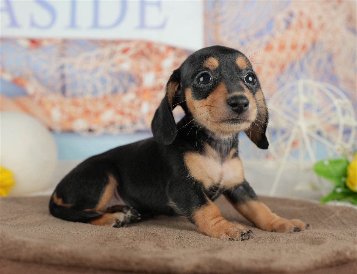 ミニチュア・ダックスフンド(スムース) | 女の子 | ブラック＆タン | 2026年3月6日（ID:dog-200015834）