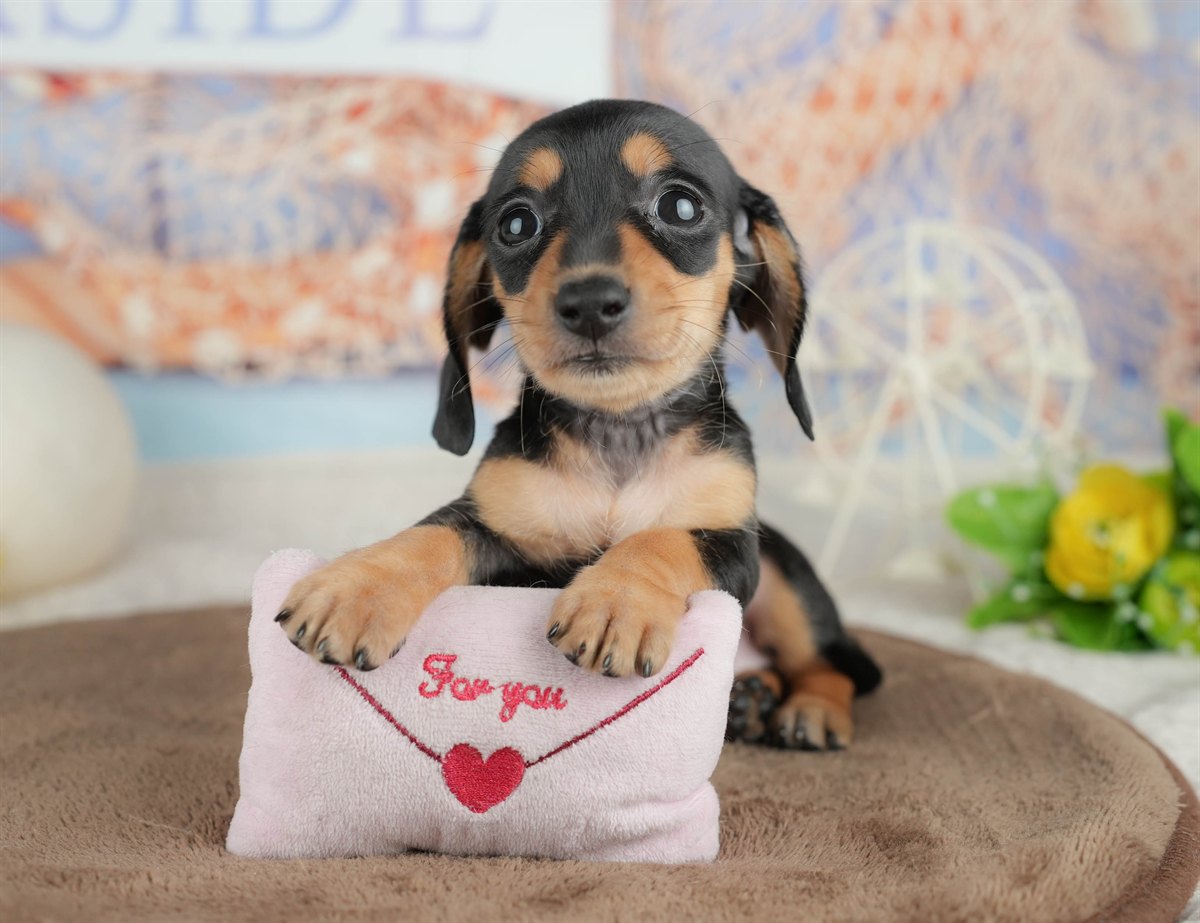 ミニチュア・ダックスフンド(スムース) | 女の子 | ブラック＆タン | 2026年3月6日（ID:dog-200015834）