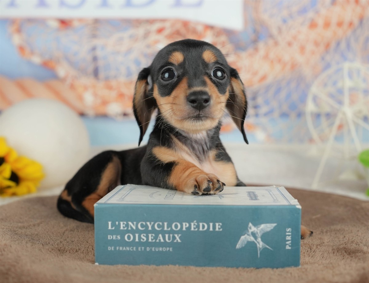 ミニチュア・ダックスフンド(スムース) | 女の子 | ブラック＆タン | 2026年3月6日（ID:dog-200015834）