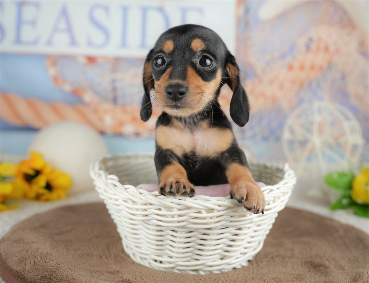 ミニチュア・ダックスフンド(スムース) | 女の子 | ブラック＆タン | 2026年3月6日（ID:dog-200015834）