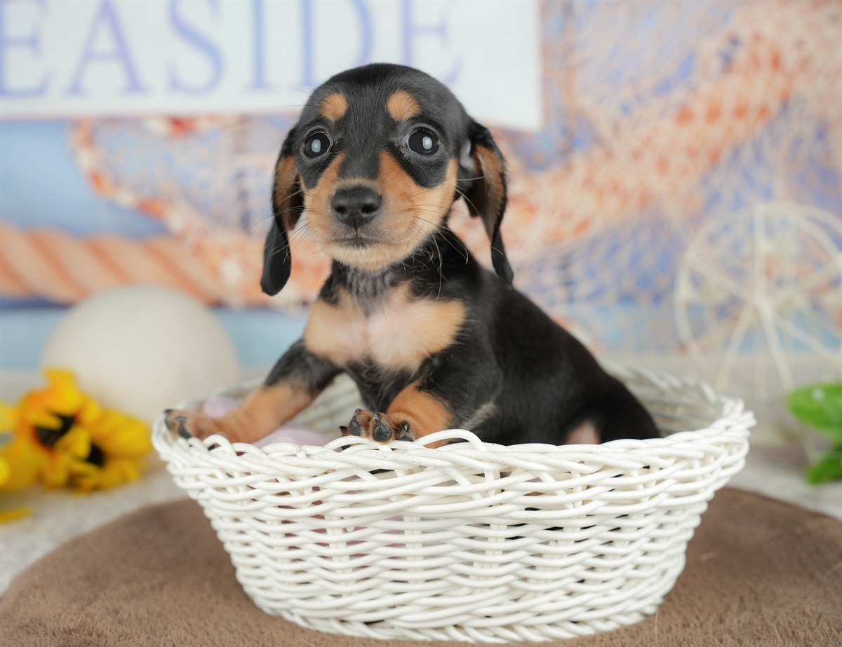 ミニチュア・ダックスフンド(スムース) | 女の子 | ブラック＆タン | 2026年3月6日（ID:dog-200015834）