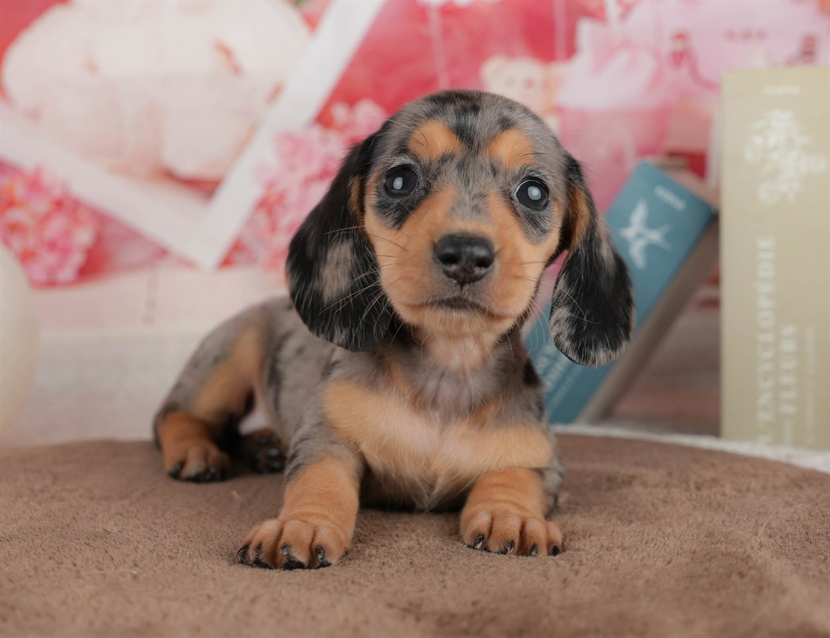 ミニチュア・ダックスフンド(スムース) | 女の子 | シルバーダップル | 2026年3月6日（ID:dog-200015835）