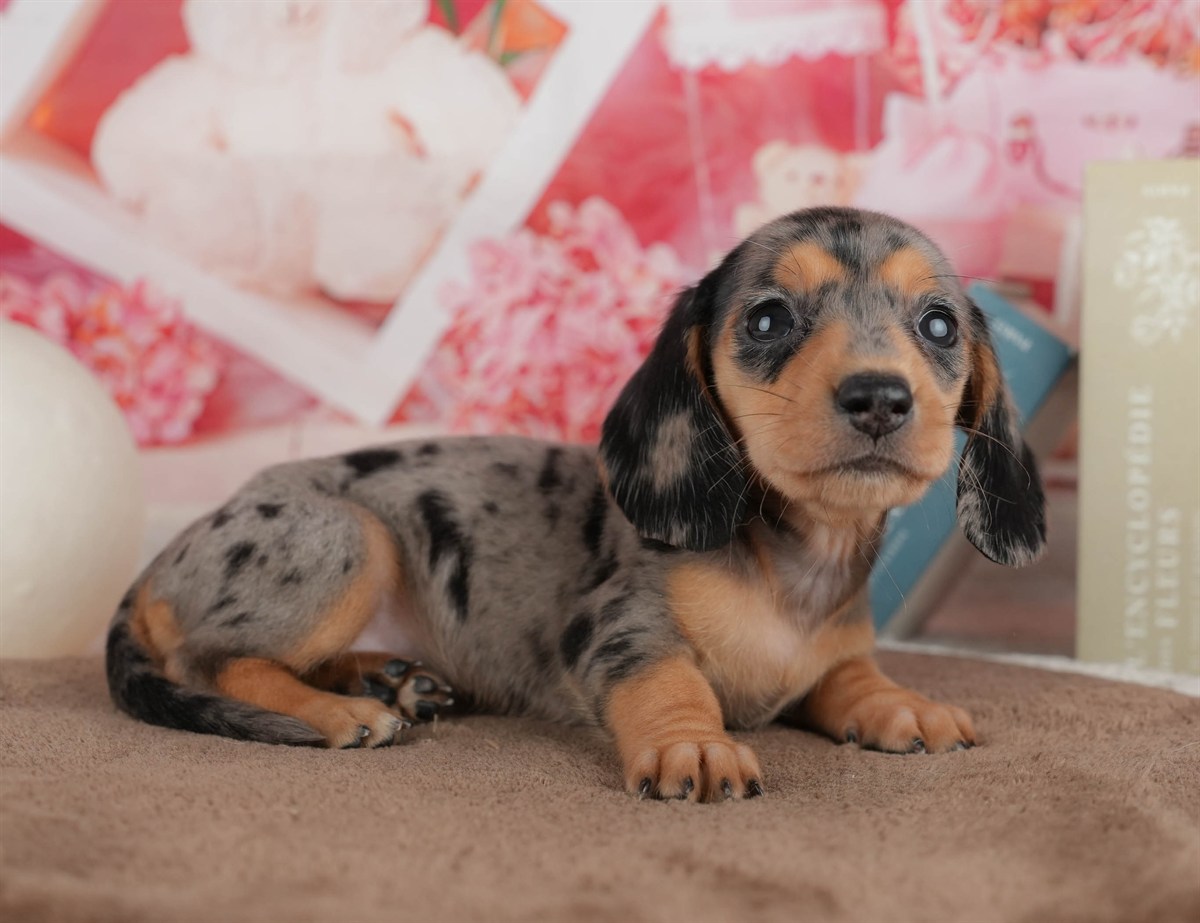 ミニチュア・ダックスフンド(スムース) | 女の子 | シルバーダップル | 2026年3月6日（ID:dog-200015835）