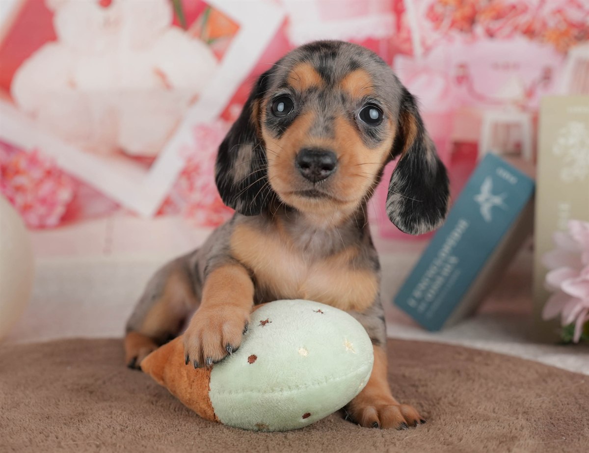 ミニチュア・ダックスフンド(スムース) | 女の子 | シルバーダップル | 2026年3月6日（ID:dog-200015835）